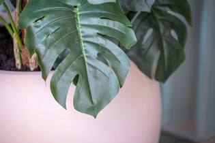 Monstera Pertusum L, Green