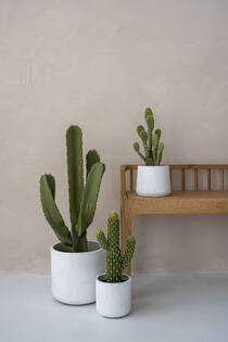 (S) Cactus Cereus M, Green