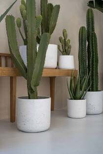 (S) Cactus Cereus M, Green