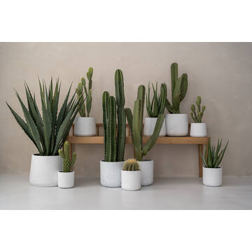 Cactus Saguaro S, Green