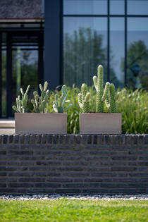 Cactus Saguaro S, Green