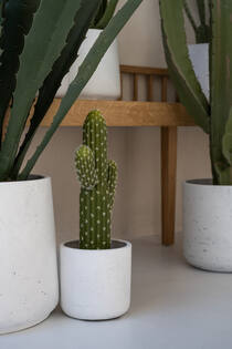 Cactus Saguaro S, Green