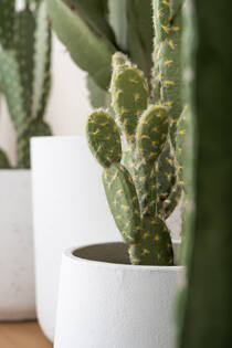 Cactus Opuntia M, Green
