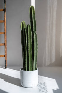 Cactus San Pedro XL, Green