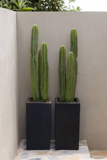 Cactus San Pedro XL, Green