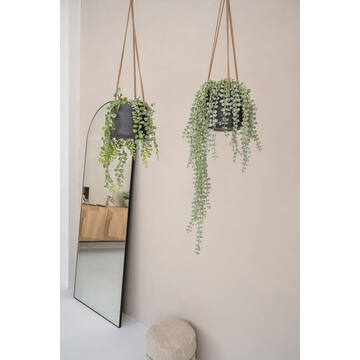 Senecio M, Green
