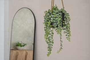 Senecio M, Green
