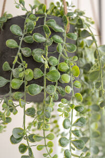 Senecio M, Green