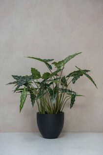 Alocasia taro S, Green