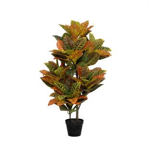 Codiaeum M, Green