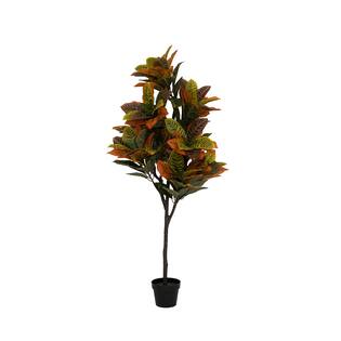 Codiaeum L, Green