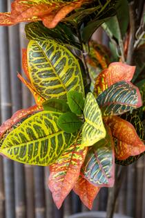 Codiaeum S, Green