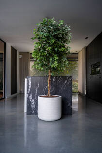 Ficus tree L, Green