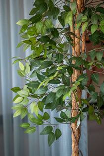Ficus tree L, Green