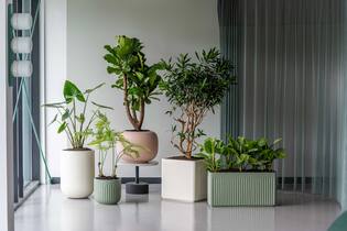 Fern S, Green