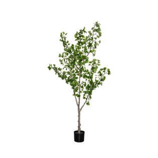 Ginko Biloba Tree L, Green