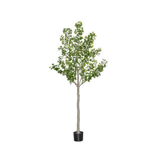 Ginko Biloba Tree XL, Green