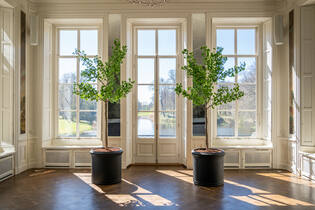 Ginko Biloba Tree XL, Green