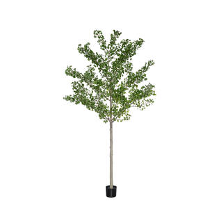 Ginko Biloba Tree XXL, Green