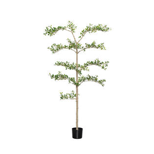 Buchida Buceras Shady Lady Tree L, Green