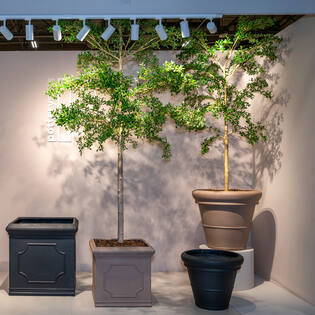 Buchida Buceras Shady Lady Tree XL, Green