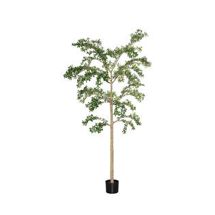 Buchida Buceras Shady Lady Tree XXL, Green