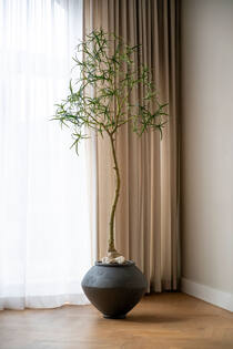 Queensland bottle Tree L, Green
