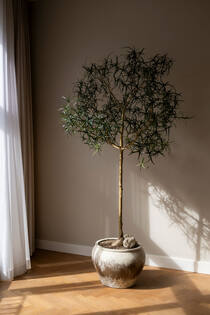 Queensland bottle Tree XL, Green