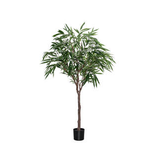Ficus Alii Tree L, Green
