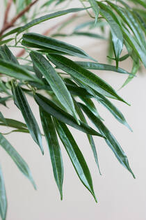 Ficus Alii Tree L, Green