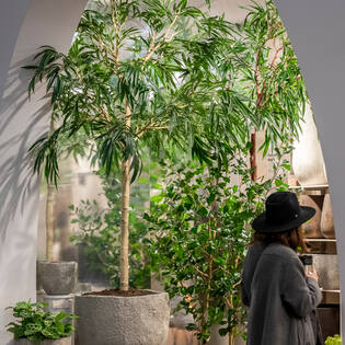 Ficus Alii Tree XL, Green