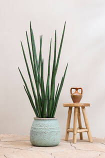 Sansevieria Cylindrica L, Green