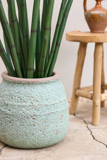 Sansevieria Cylindrica L, Green