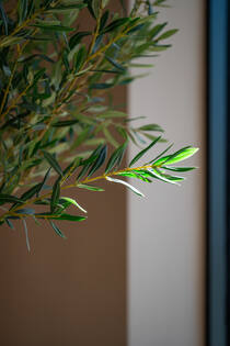 Olea Europaea Tree L, Green