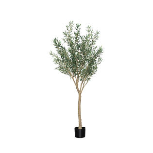 Olea Europaea Tree XL, Green