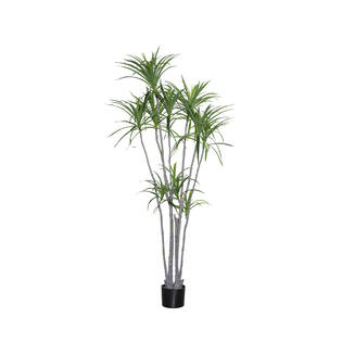 Dracaena Marginata XL, Green