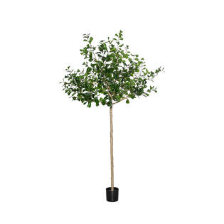 Ficus Triangularis Tree XL, Green
