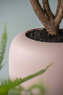 Sphere Low M, Powder Pink