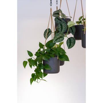 Charlie M (hanging) Black Washed