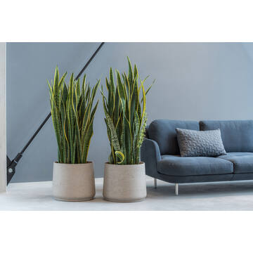 Patt XXXL, Grey Washed