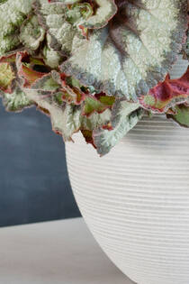Abby M, Light Grey (horiz. ridg.)