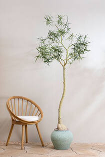 Zeus S, Rustic Green