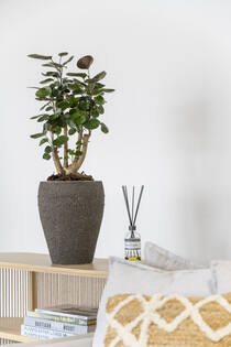 Ares, L, Umber Brown