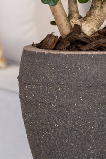 Ares, L, Umber Brown