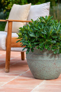 Athena M, Rustic Green
