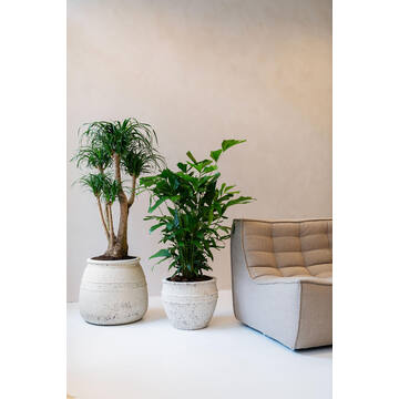 Athena M, Chalk White