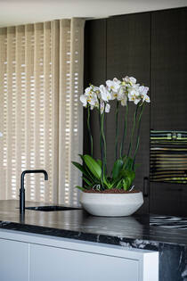 Madu M, Grey Washed