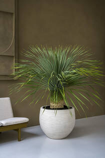 Jumbo Orb S, Ivory Washed
