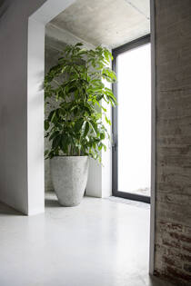 Bernd M, Imperial White