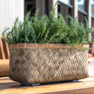 Nouri M, Bamboo